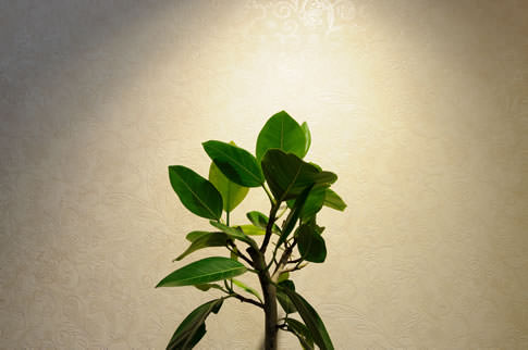 大阪谷町教室の観葉植物