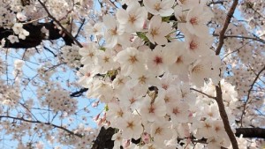 0406-5_igakubu_nakasaka